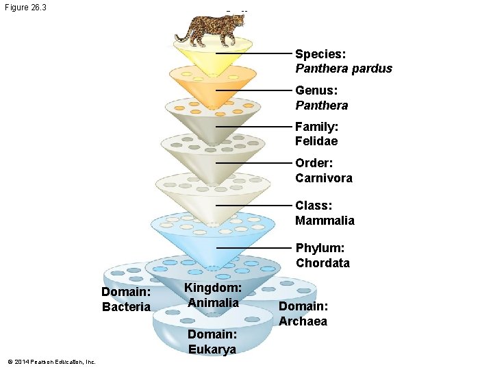 Figure 26. 3 Cell division error Species: Panthera pardus Genus: Panthera Family: Felidae Order: