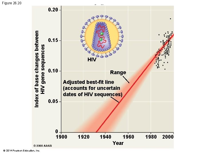 Figure 26. 20 Cell division error Index of base changes between HIV gene sequences
