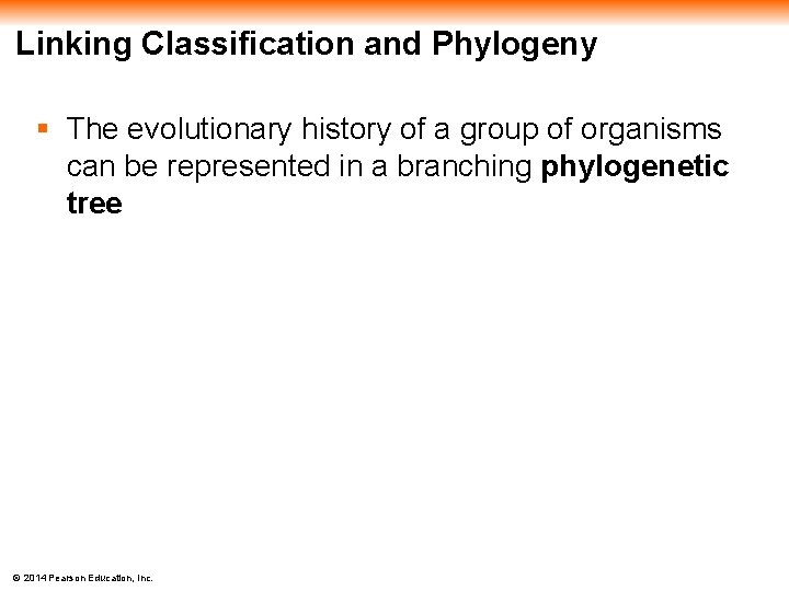 Linking Classification and Phylogeny § The evolutionary history of a group of organisms can