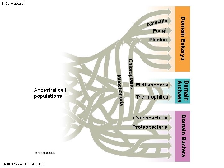 Figure 26. 23 Domain Eukarya Thermophiles Proteobacteria © 2014 Pearson Education, Inc. Domain Bactera