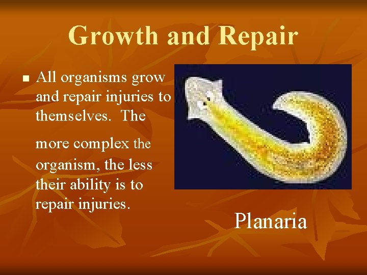 Growth and Repair n All organisms grow and repair injuries to themselves. The more