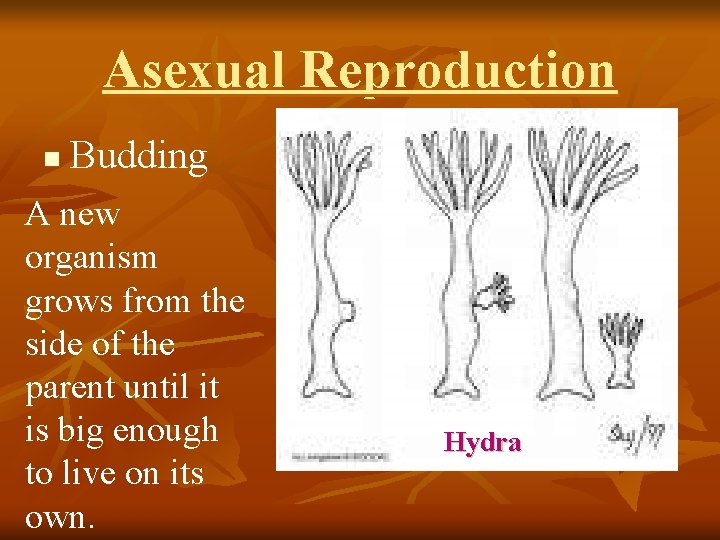 Asexual Reproduction n Budding A new organism grows from the side of the parent