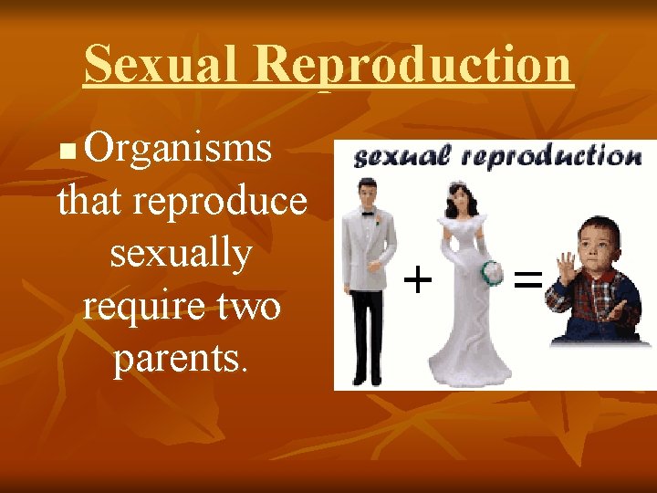Sexual Reproduction Organisms that reproduce sexually require two parents. n 