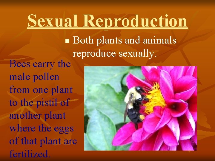 Sexual Reproduction n Both plants and animals reproduce sexually. Bees carry the male pollen