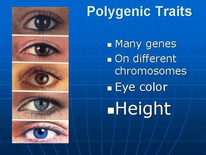 Polygenic Traits Many genes n On different chromosomes n n Eye color Height n