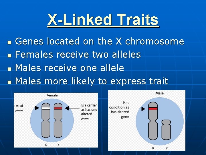 X-Linked Traits n n Genes located on the X chromosome Females receive two alleles