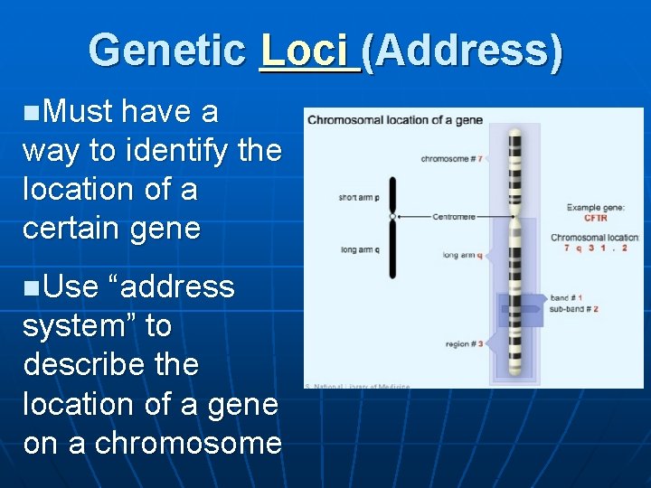 Genetic Loci (Address) n. Must have a way to identify the location of a