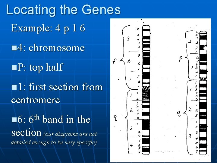 Locating the Genes Example: 4 p 1 6 n 4: chromosome n. P: top