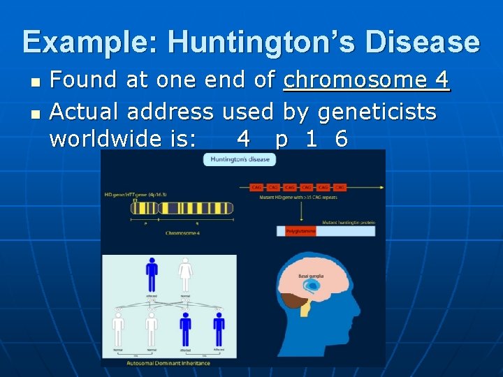 Example: Huntington’s Disease n n Found at one end of chromosome 4 Actual address