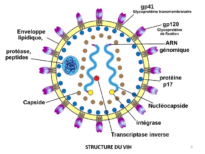 STRUCTURE DU VIH 8 