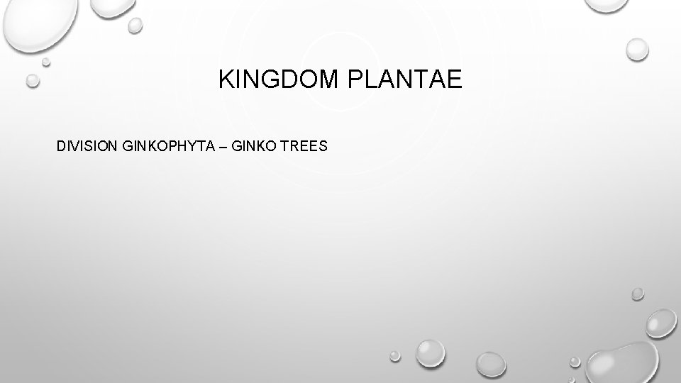 KINGDOM PLANTAE DIVISION GINKOPHYTA – GINKO TREES 