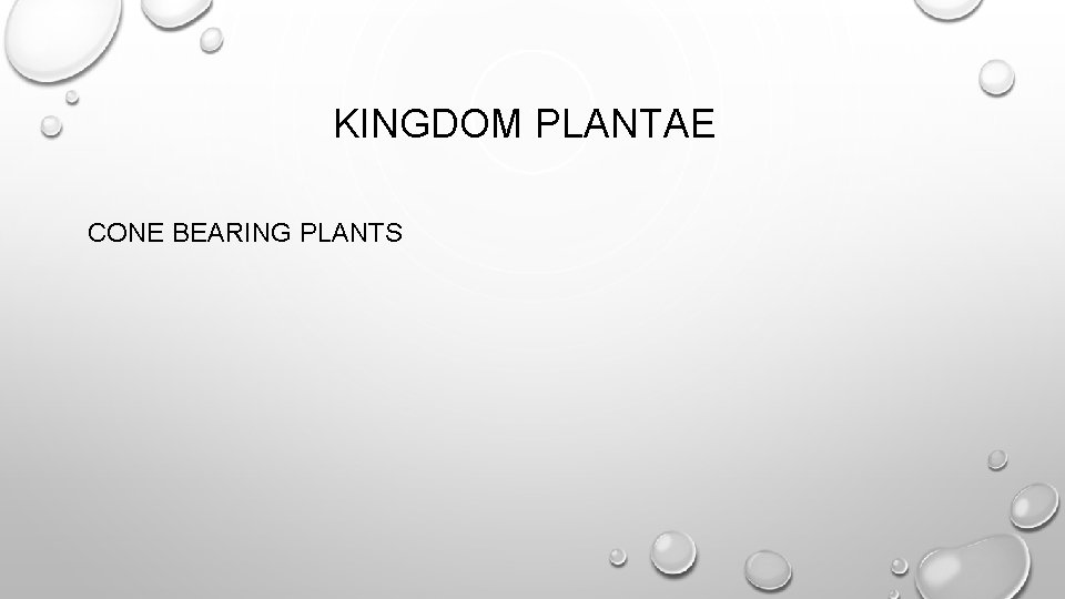 KINGDOM PLANTAE CONE BEARING PLANTS 