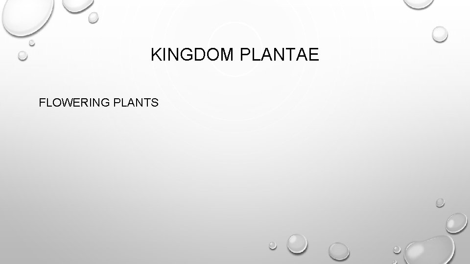 KINGDOM PLANTAE FLOWERING PLANTS 