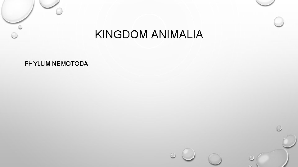 KINGDOM ANIMALIA PHYLUM NEMOTODA 