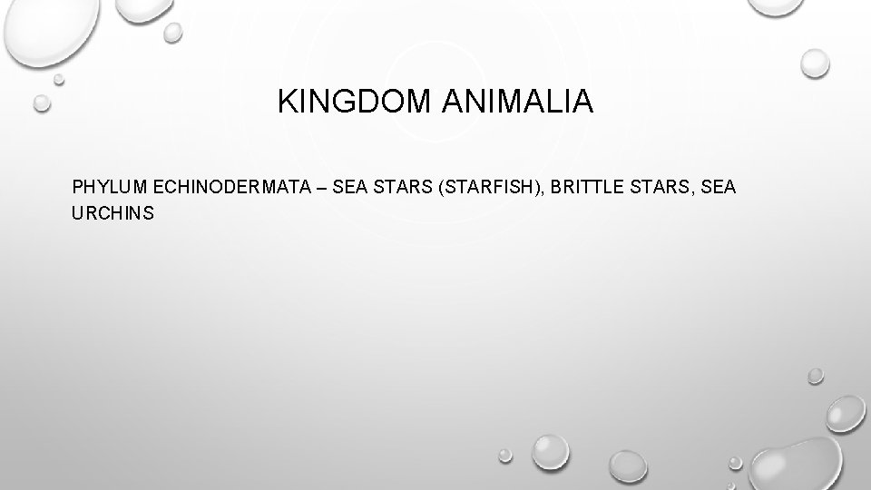 KINGDOM ANIMALIA PHYLUM ECHINODERMATA – SEA STARS (STARFISH), BRITTLE STARS, SEA URCHINS 