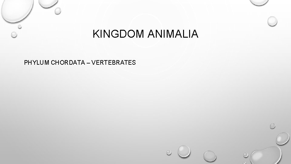 KINGDOM ANIMALIA PHYLUM CHORDATA – VERTEBRATES 