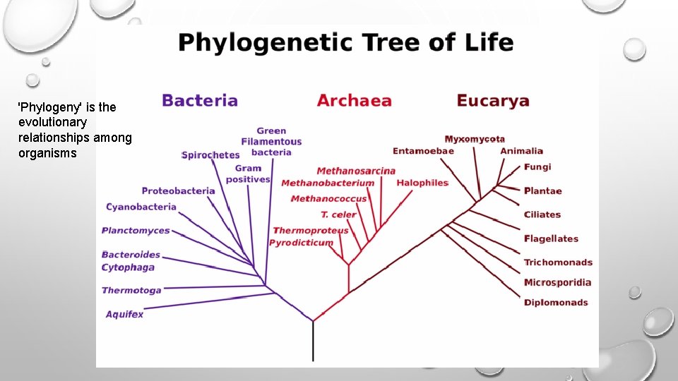 'Phylogeny' is the evolutionary relationships among organisms 