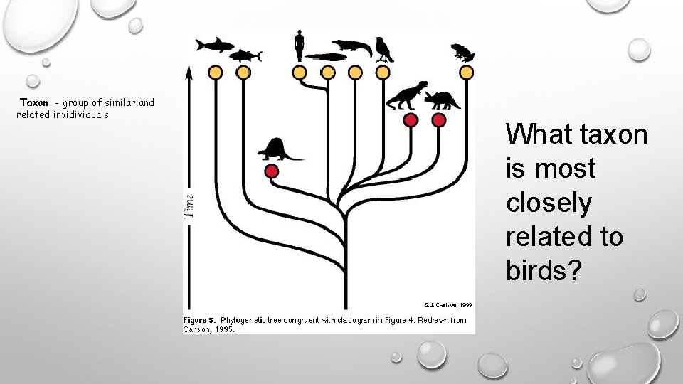 'Taxon' - group of similar and related invidividuals What taxon is most closely related