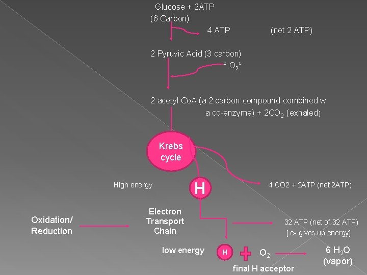 Glucose + 2 ATP (6 Carbon) 4 ATP (net 2 ATP) 2 Pyruvic Acid