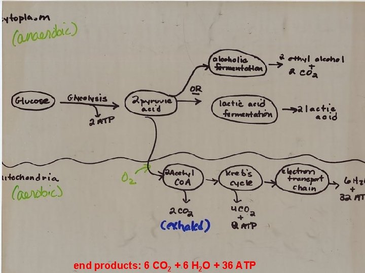 end products: 6 CO 2 + 6 H 2 O + 36 ATP 