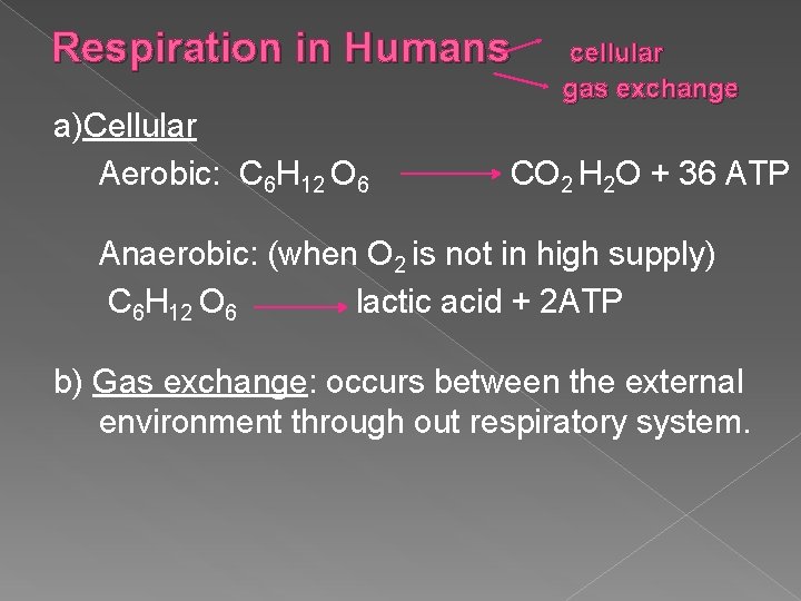 Respiration in Humans a)Cellular Aerobic: C 6 H 12 O 6 cellular gas exchange