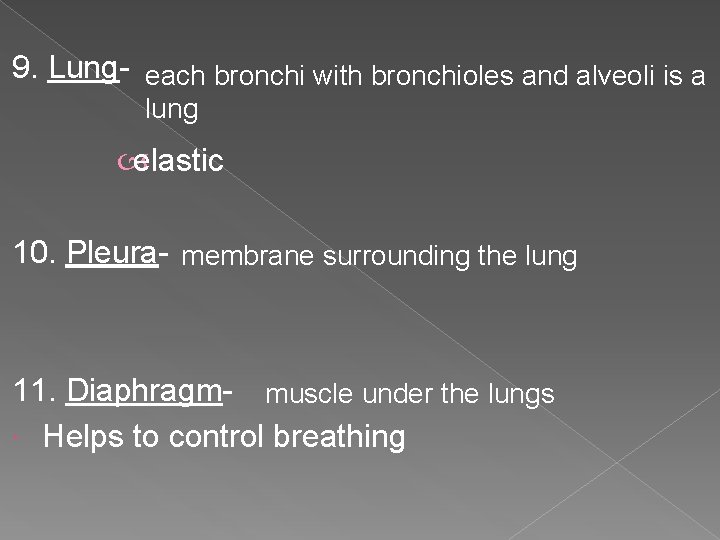 9. Lung- each bronchi with bronchioles and alveoli is a lung elastic 10. Pleura-