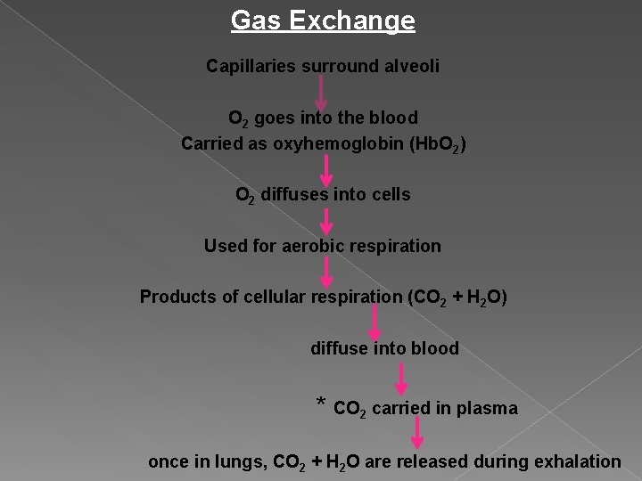 Gas Exchange Capillaries surround alveoli O 2 goes into the blood Carried as oxyhemoglobin