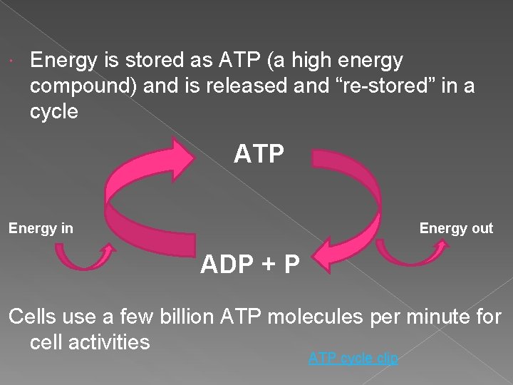  Energy is stored as ATP (a high energy compound) and is released and