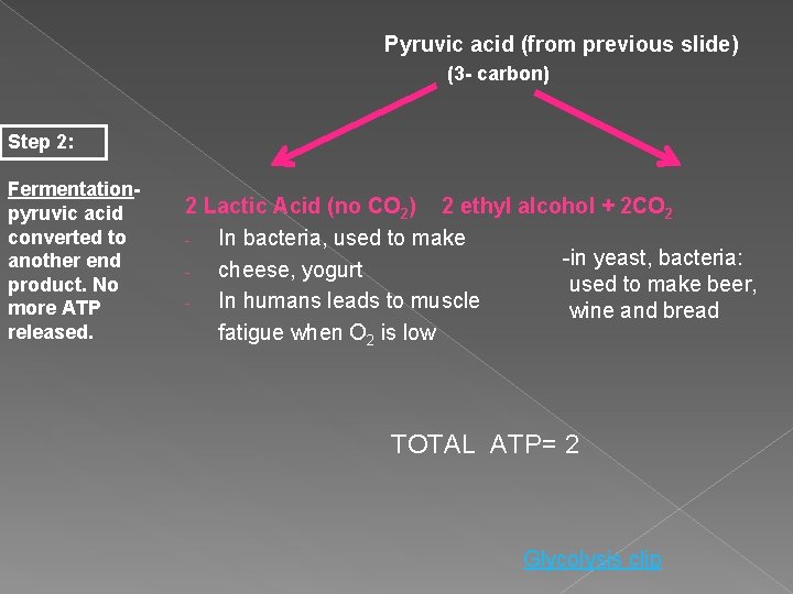 Pyruvic acid (from previous slide) (3 - carbon) Step 2: Fermentationpyruvic acid converted to