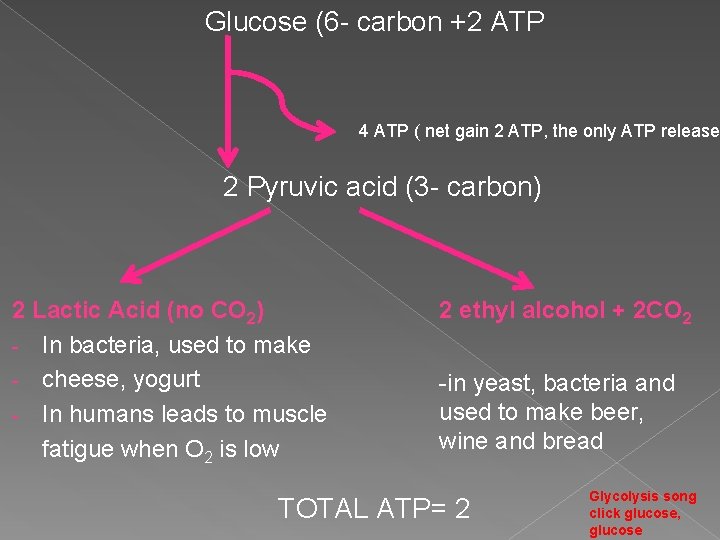 Glucose (6 - carbon +2 ATP 4 ATP ( net gain 2 ATP, the