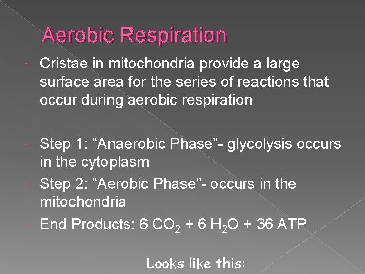 Aerobic Respiration Cristae in mitochondria provide a large surface area for the series of