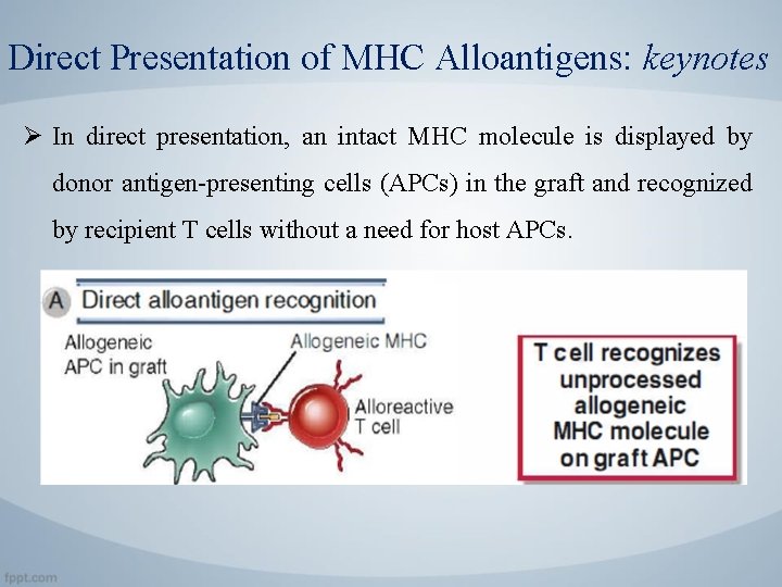 Direct Presentation of MHC Alloantigens: keynotes Ø In direct presentation, an intact MHC molecule