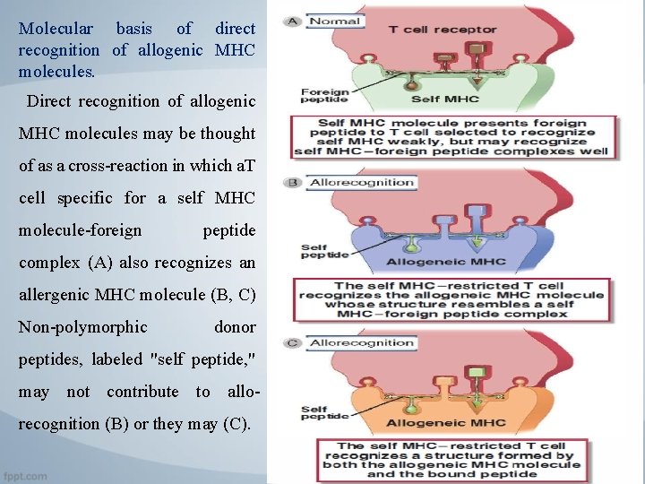 Molecular basis of direct recognition of allogenic MHC molecules. Direct recognition of allogenic MHC