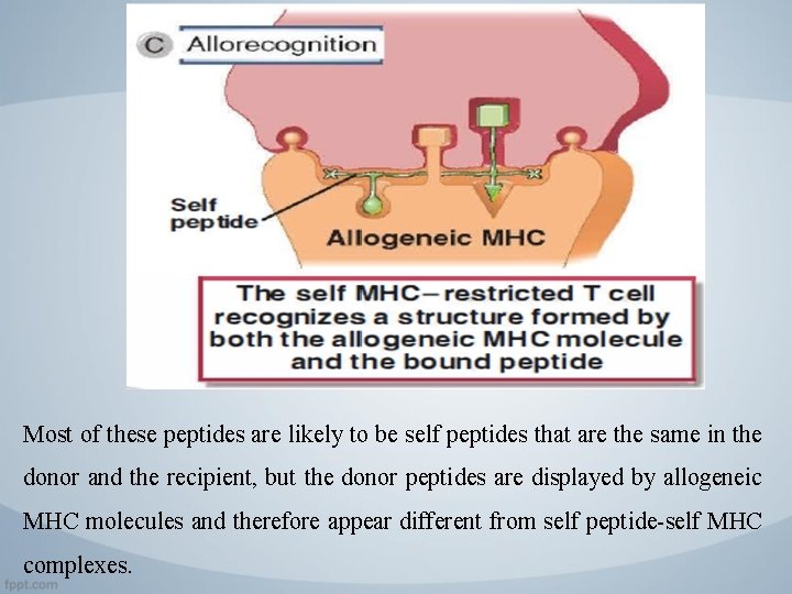 Most of these peptides are likely to be self peptides that are the same