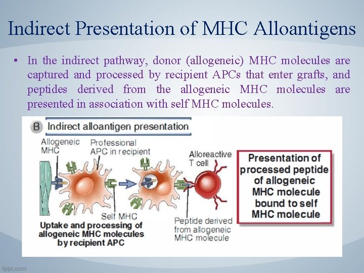 Indirect Presentation of MHC Alloantigens • In the indirect pathway, donor (allogeneic) MHC molecules