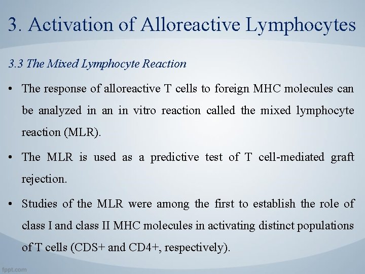 3. Activation of Alloreactive Lymphocytes 3. 3 The Mixed Lymphocyte Reaction • The response
