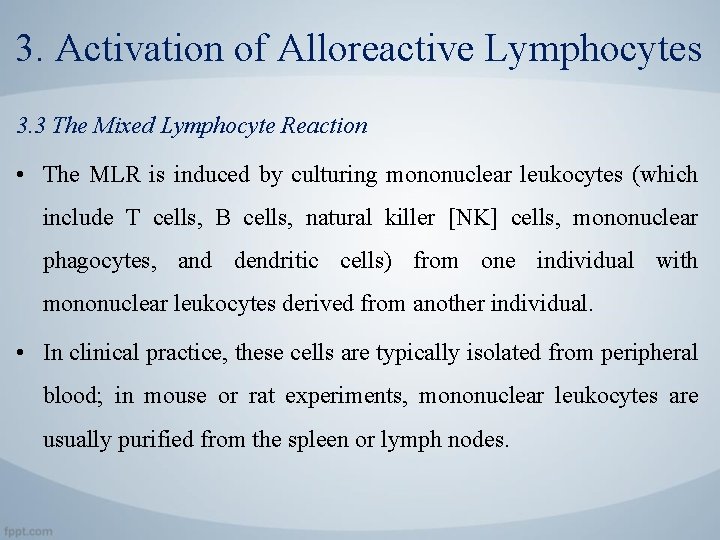 3. Activation of Alloreactive Lymphocytes 3. 3 The Mixed Lymphocyte Reaction • The MLR