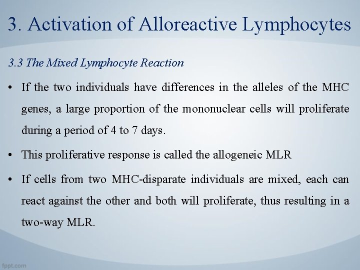 3. Activation of Alloreactive Lymphocytes 3. 3 The Mixed Lymphocyte Reaction • If the