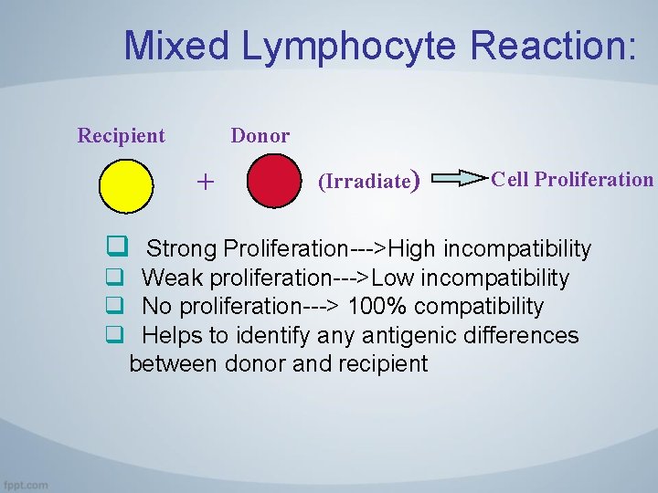 Mixed Lymphocyte Reaction: Recipient Donor + q (Irradiate) Cell Proliferation Strong Proliferation--->High incompatibility q