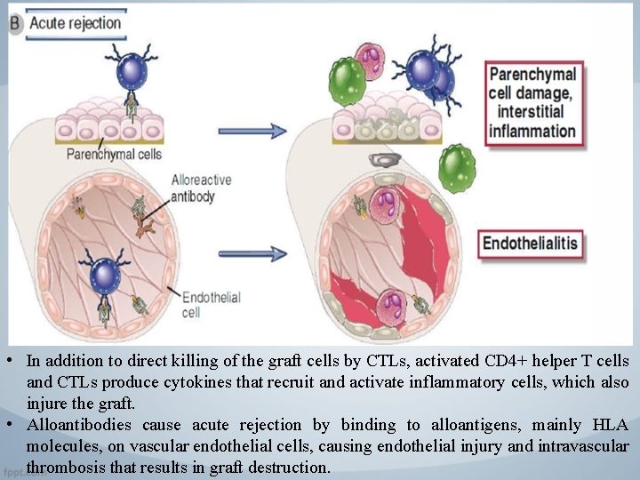  • In addition to direct killing of the graft cells by CTLs, activated