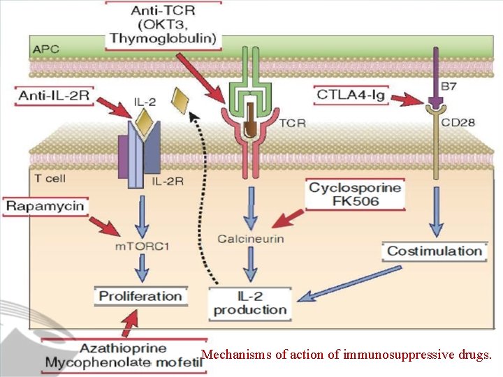 Mechanisms of action of immunosuppressive drugs. 
