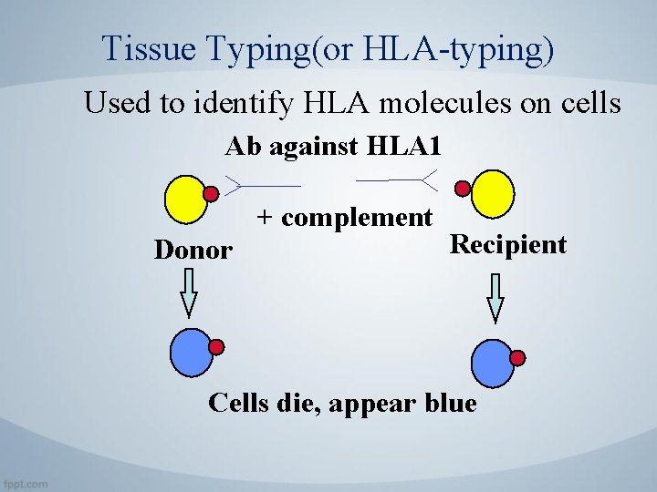 Tissue Typing(or HLA-typing) Used to identify HLA molecules on cells Ab against HLA 1