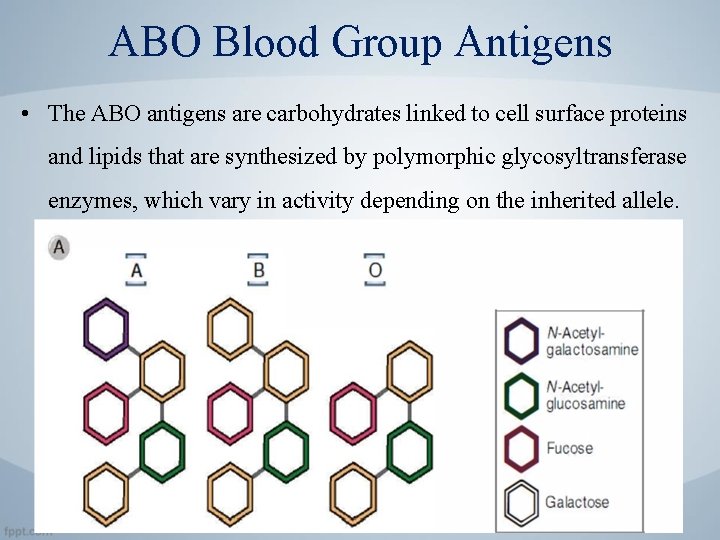 ABO Blood Group Antigens • The ABO antigens are carbohydrates linked to cell surface