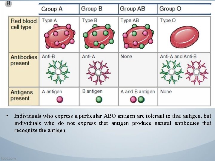  • Individuals who express a particular ABO antigen are tolerant to that antigen,