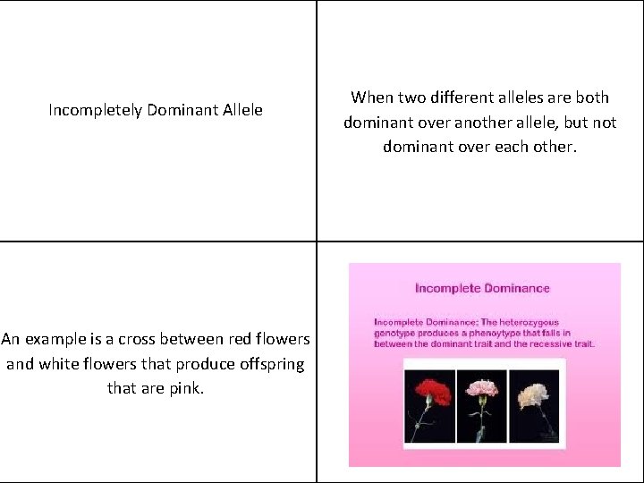 Incompletely Dominant Allele An example is a cross between red flowers and white flowers