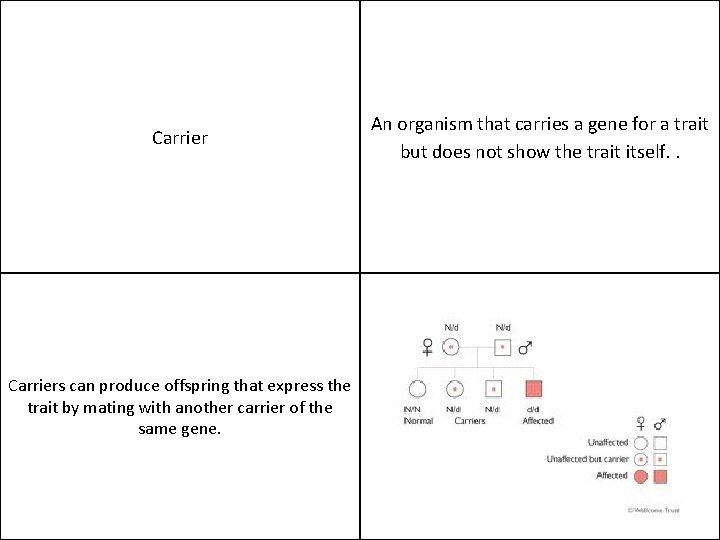 Carriers can produce offspring that express the trait by mating with another carrier of