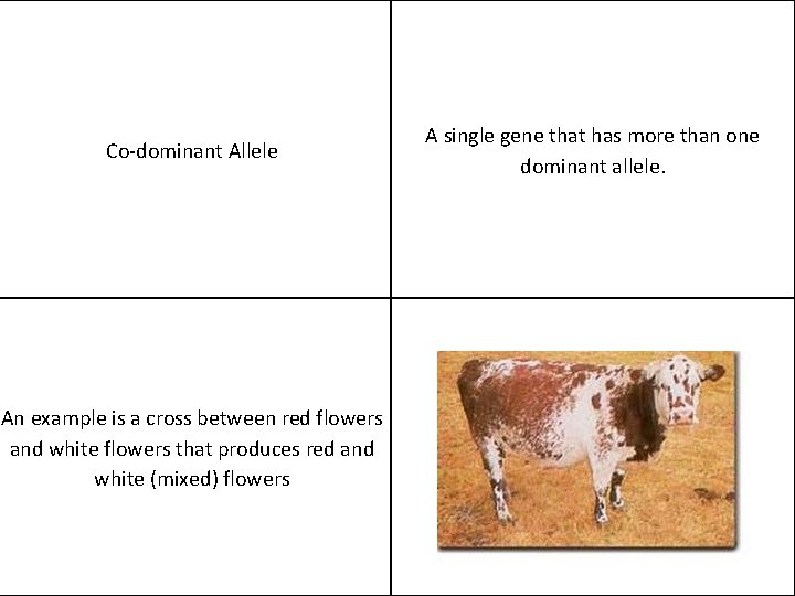 Co-dominant Allele An example is a cross between red flowers and white flowers that