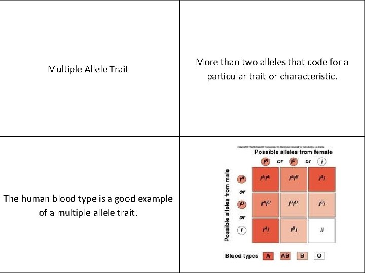 Multiple Allele Trait The human blood type is a good example of a multiple