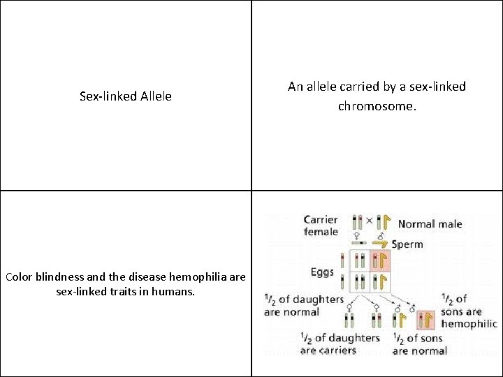 Sex-linked Allele Color blindness and the disease hemophilia are sex-linked traits in humans. An