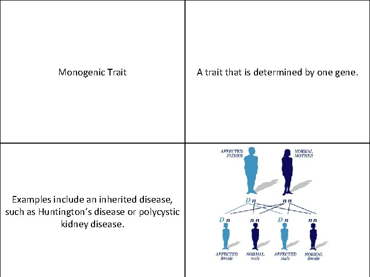 Monogenic Trait Examples include an inherited disease, such as Huntington’s disease or polycystic kidney